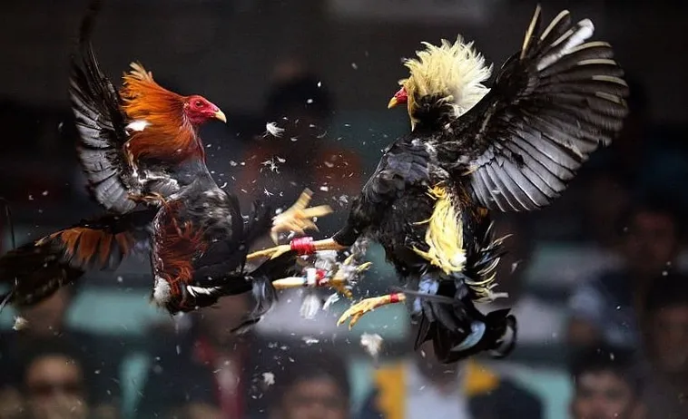 Thống Trị Đấu Trường Đá Gà Sabong Tại VVVWin Kinh Nghiệm Bất Bại